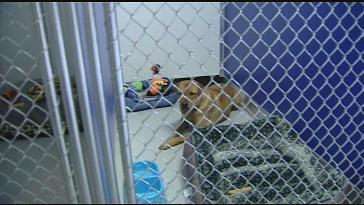 Kennel provides shelter for pets while homeless owners get assistance