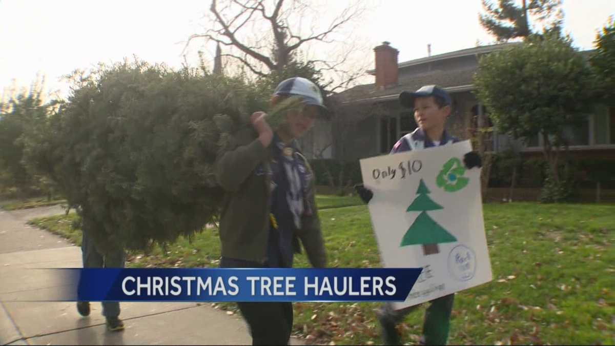 Boy Scouts pick up Christmas trees for fundraiser