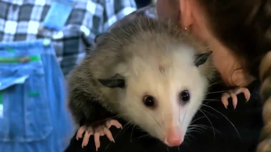 Forget the Groundhog: In North Alabama, the opossum is queen