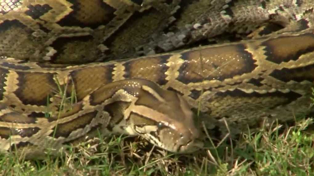 Burmese pythons expand their reach along Florida's Gulf Coast