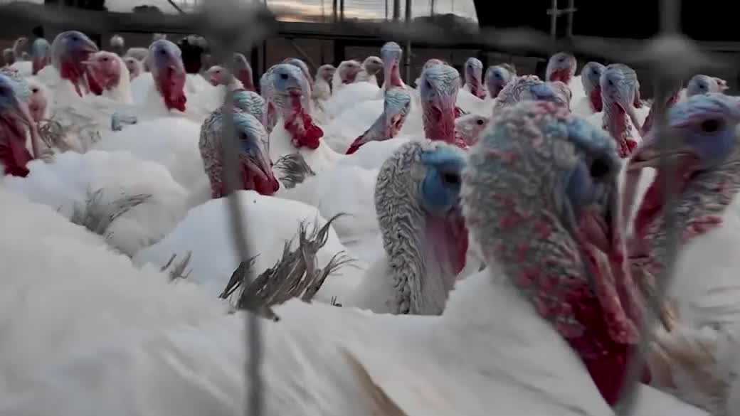 Turkey prices up ahead of Thanksgiving, but some NH farmers able to keep costs steady
