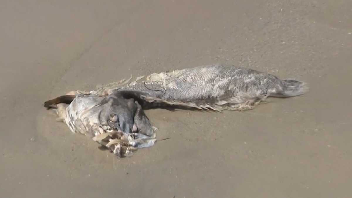 Marine life dying from algae, red tide