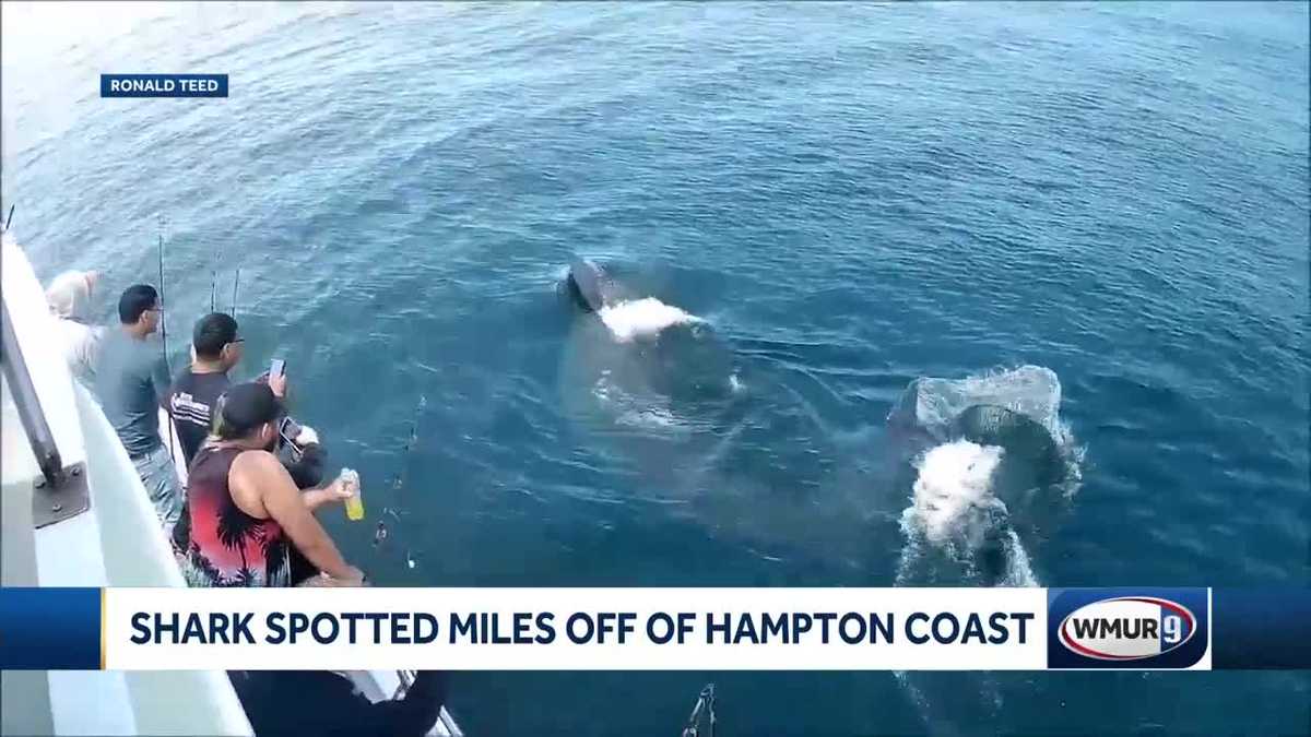 Large shark spotted recently off Hampton