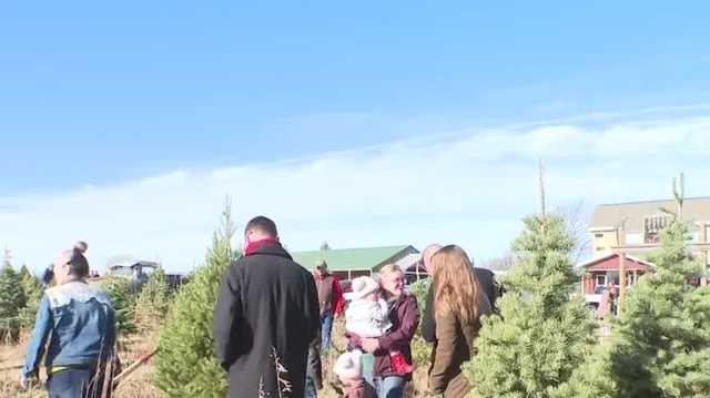 Droughts past, present impacting Christmas tree farms, retailers - Vimarsana News