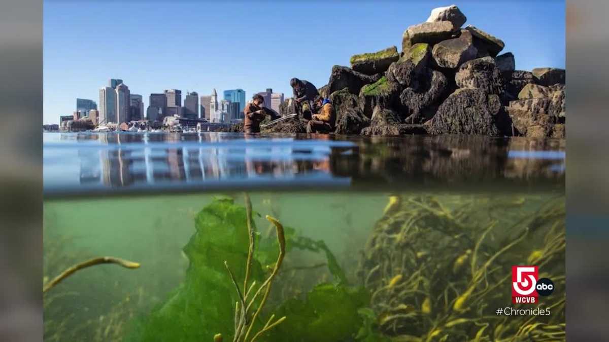 Boston’s historic Fish Pier has changed with the times