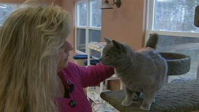 Cage-free shelter offers countless cats second chance