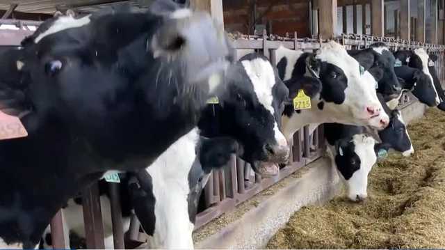 New England farmers deal with shortage of large animal vets - Vimarsana News