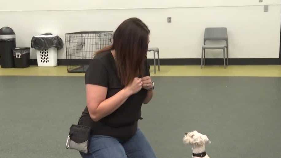 How Nebraska Humane Society gets dogs ready for adoption