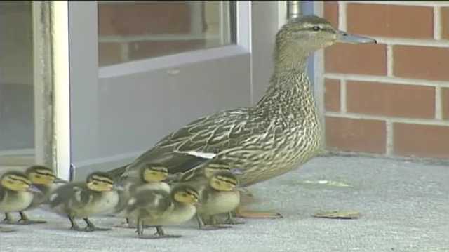 Maggie the mallard duck was right at home in Stilwell Junior High's courtyard - Vimarsana News