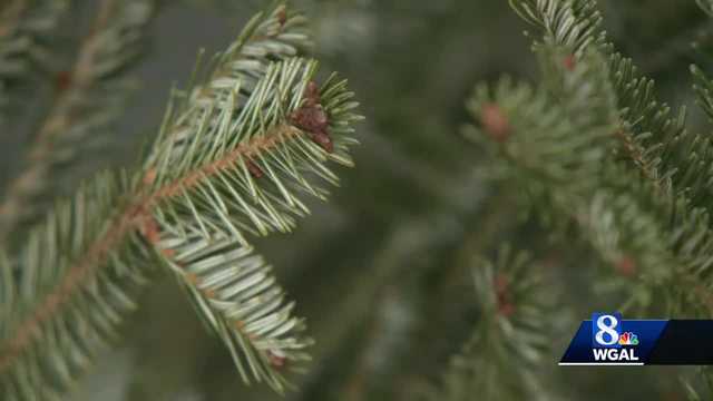 Where you can can get rid of your Christmas tree - Vimarsana News