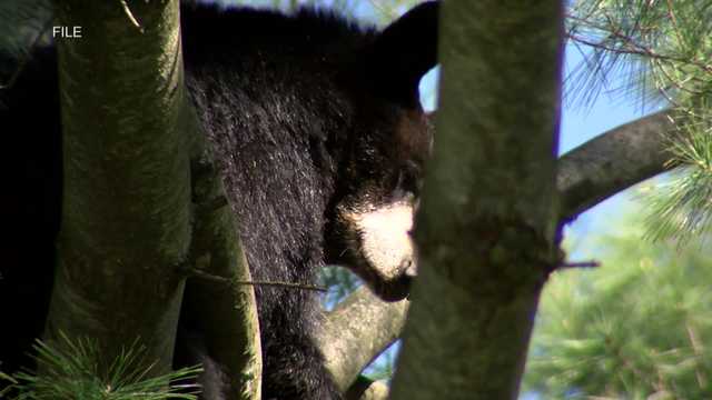 Wisconsin couple kills bear that attacked them in their home - Vimarsana News