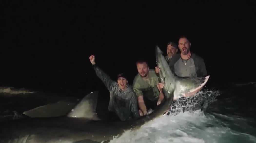 Martin County moves to rewrite shark fishing rules to protect swimmers