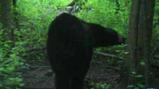 Multiple neighbors in New Berlin capture bear on camera - Vimarsana News