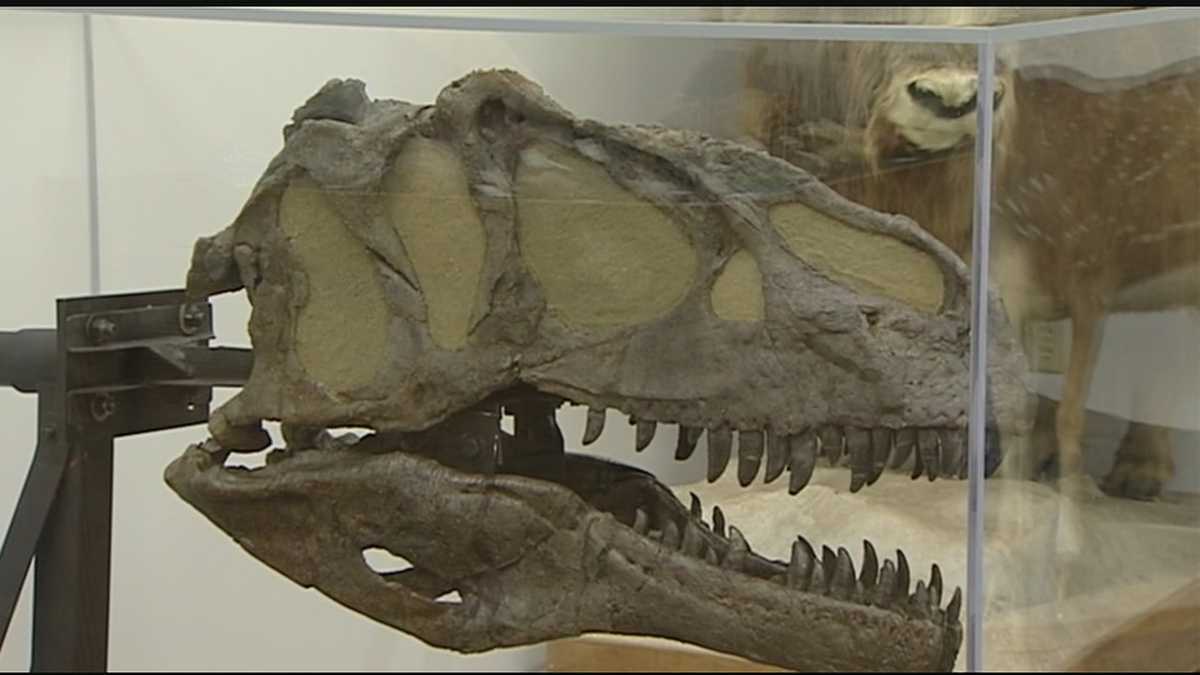 Allosaurus fossil to go on display at Creation Museum