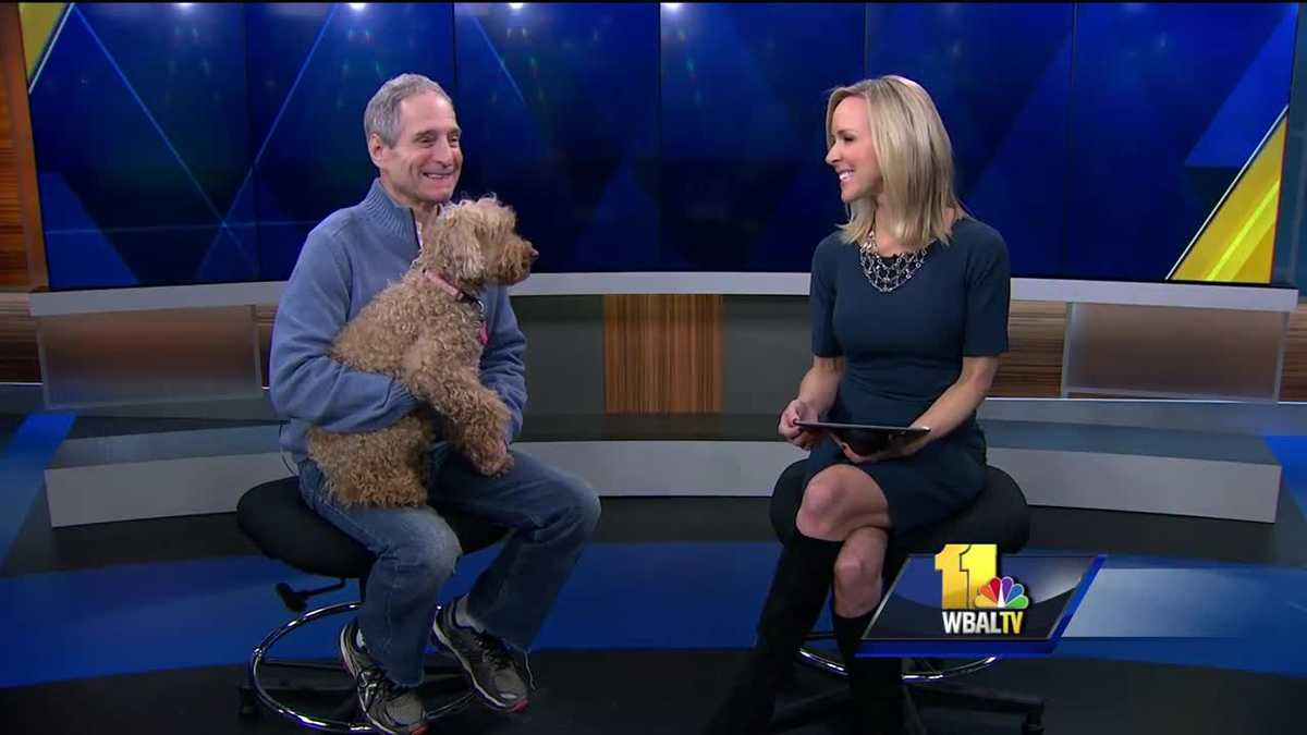 Pet Questions Grooming tips for dogs