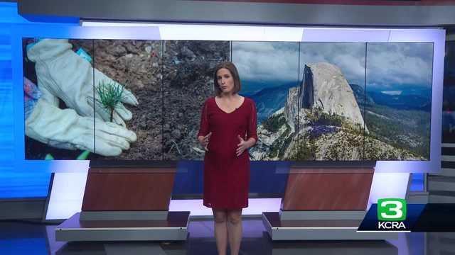 The work to restore Yosemite's whitebark pine tree - Vimarsana News