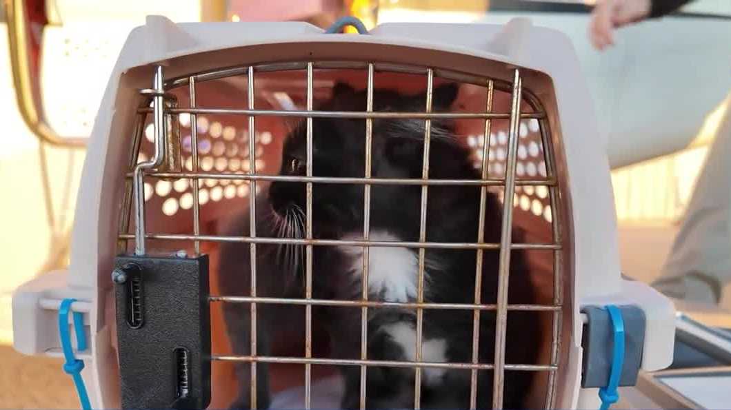 Pilots to the Rescue lands in Manchester, bringing adoptable rescue pets to New England