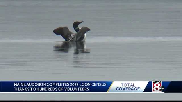 Maine Audubon coordinates thousands of volunteers for annual loon count - Vimarsana News