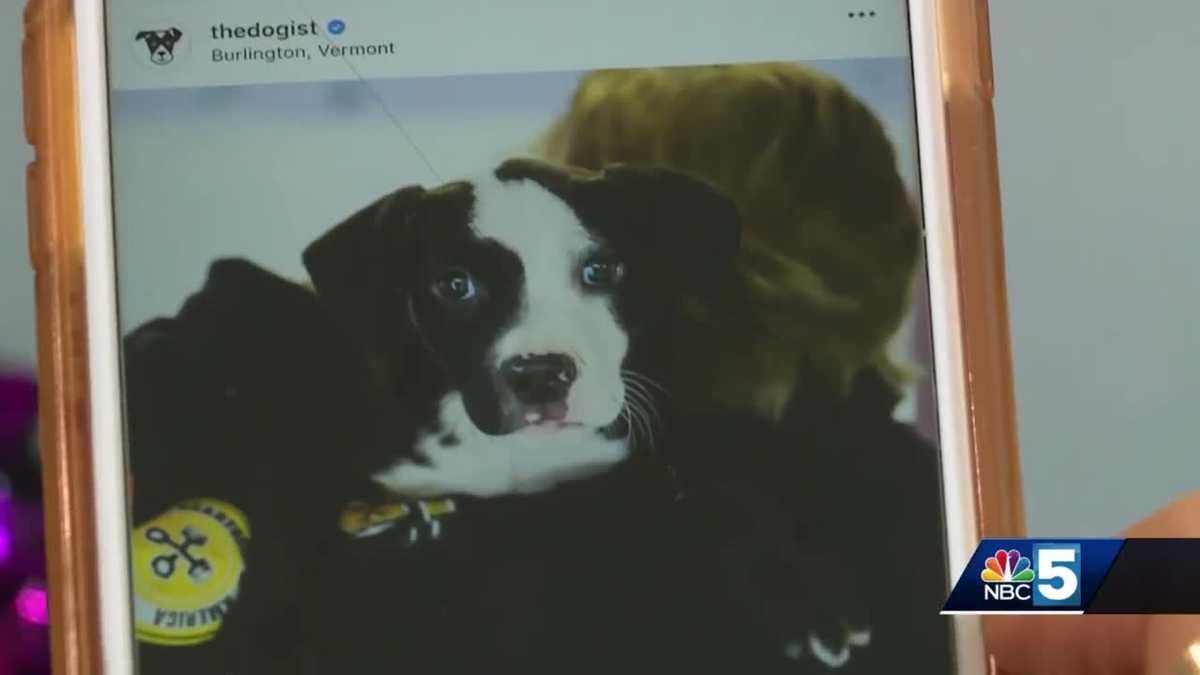 Dog rescue gets spotlight from famous Instagram dog account