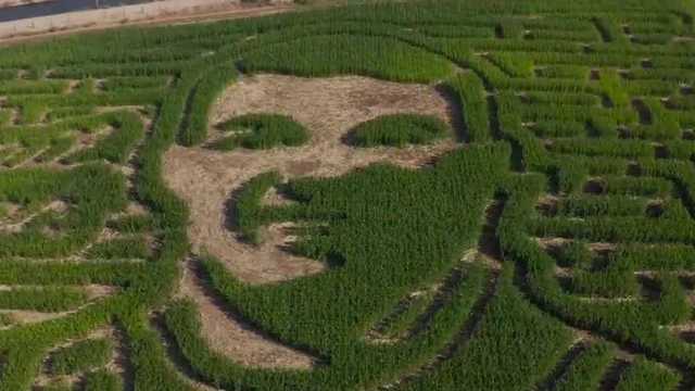 Corn maze honoring fallen Newman police officer opens in Modesto
