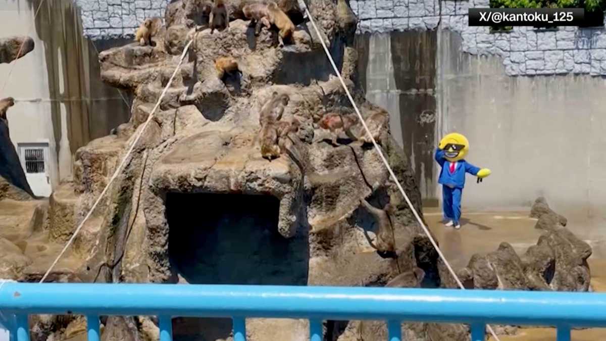 American men detained after bizarre stunt at Punch the monkey's enclosure in Japan