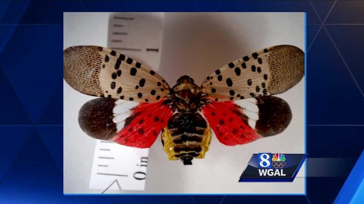 Kill on sight - spotted lanternfly