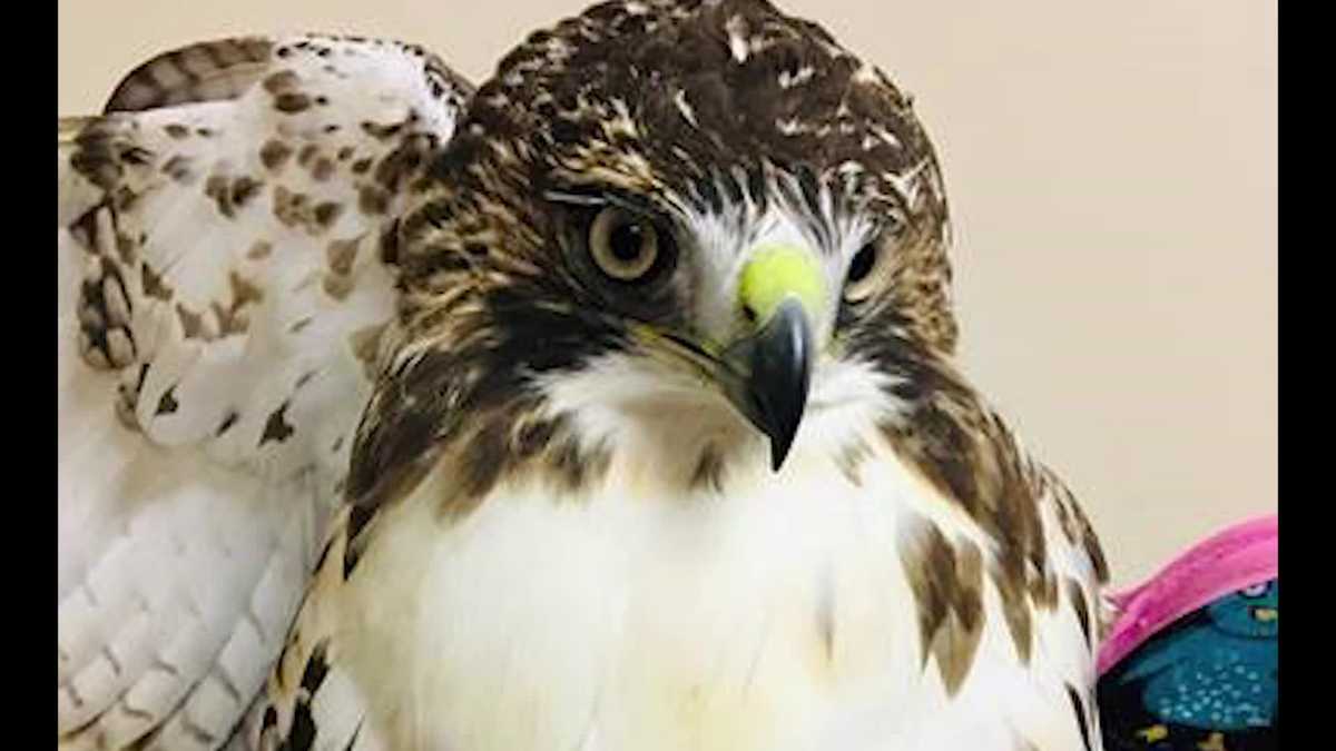 Redtailed hawk soars back into wild after recovering from shooting