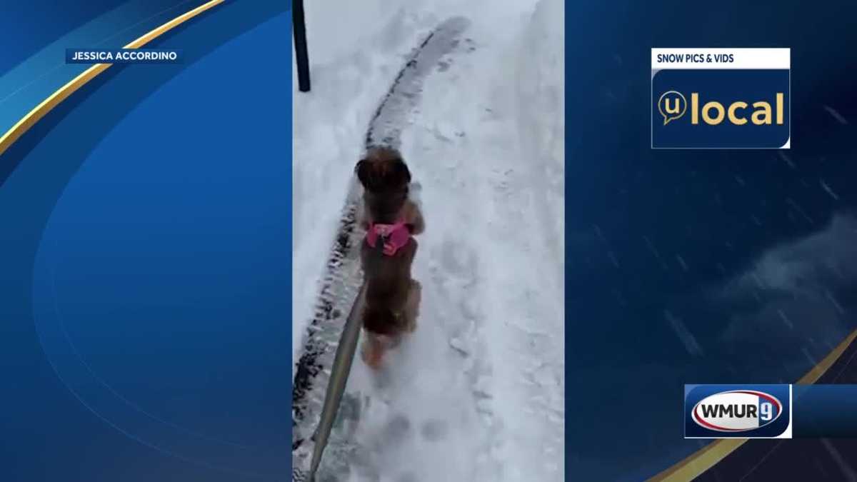 Dog hops on hind legs through snow (video)