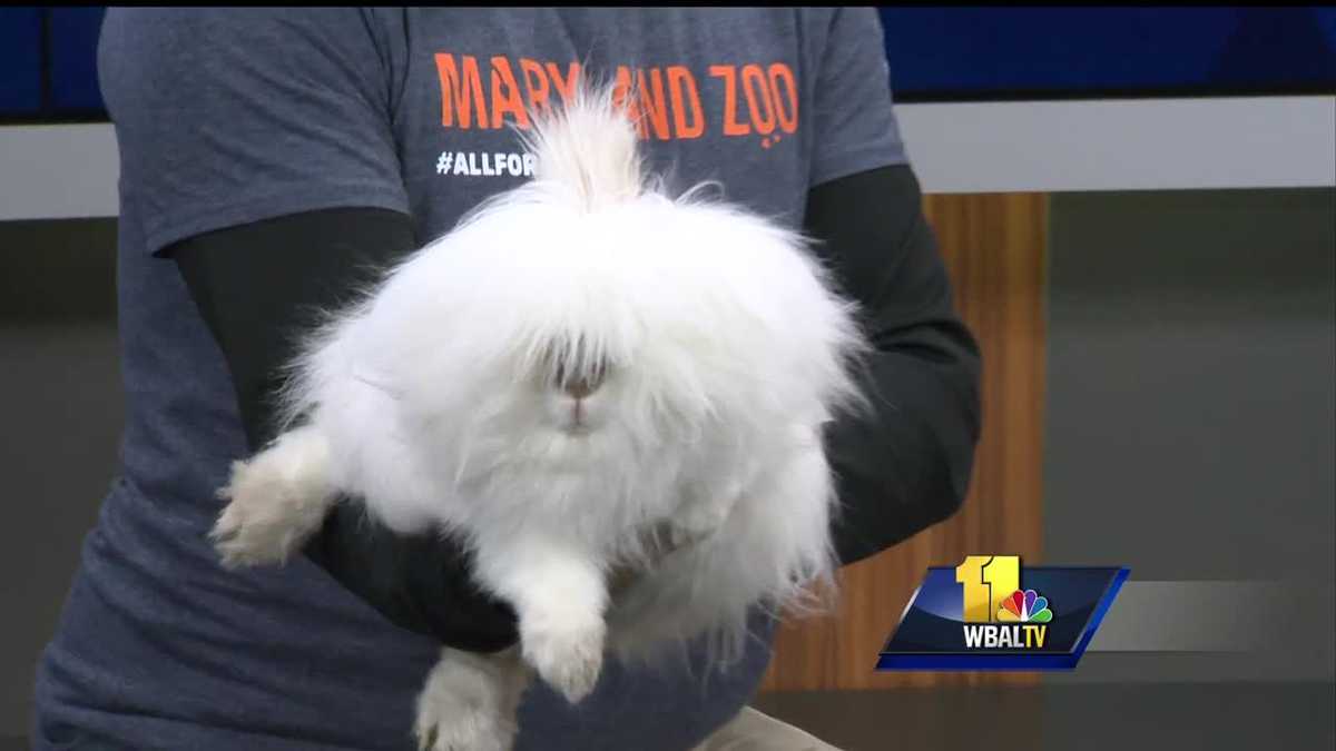 Video: Maryland Zoo's Honey Bunny visits 11 News