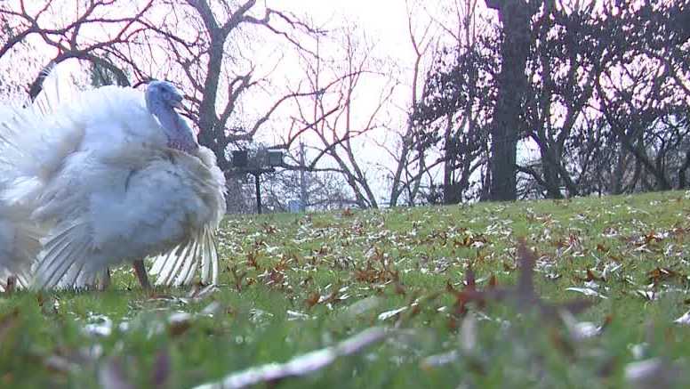 Reynolds pardons ‘Tailfeather’ and ‘Wing-ding’ in annual Iowa turkey tradition