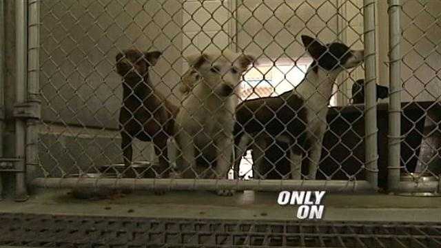 Animal welfare jam-packed with strays