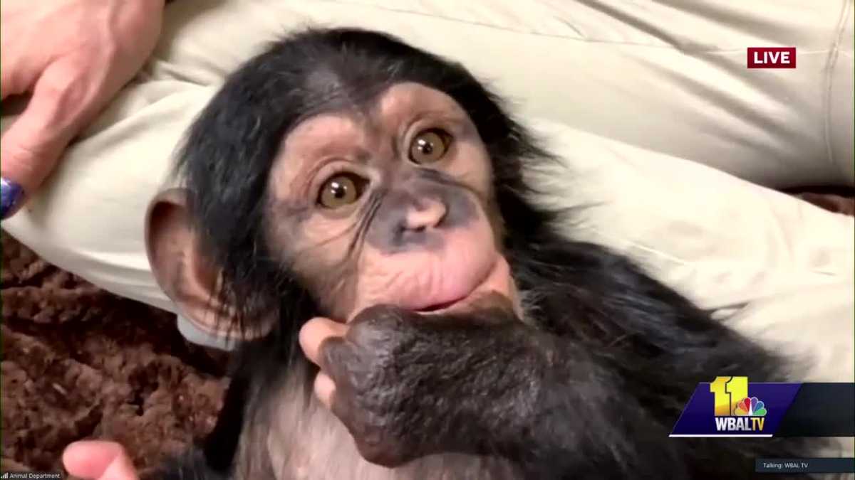 Baby Chimp Maisie Prepares To Join Her Troop Baby Chimp Maisie Prepares To Join Her Troop