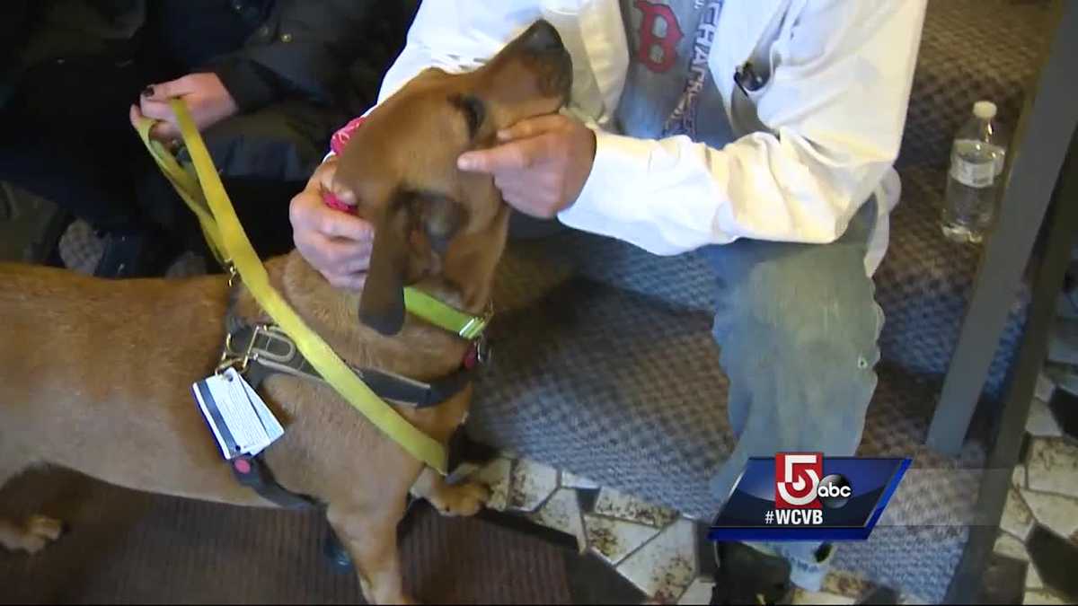 Sam the missing service dog has been found!