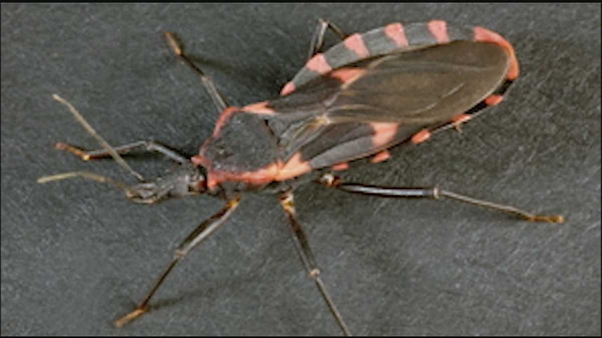 Biting bug prompts CDC warnings in Kansas and Missouri