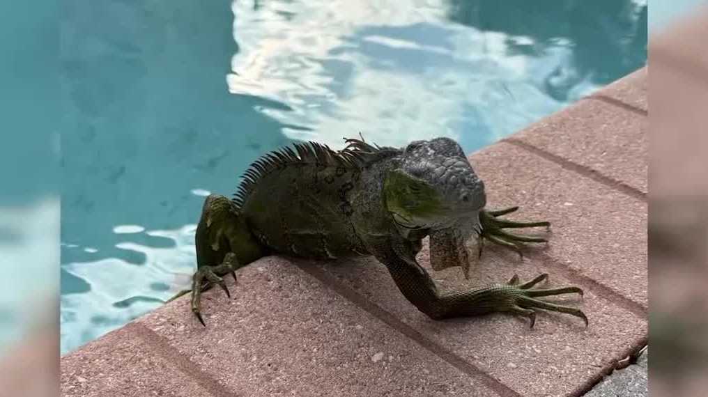 Southwest Florida residents join effort to collect cold-stunned iguanas