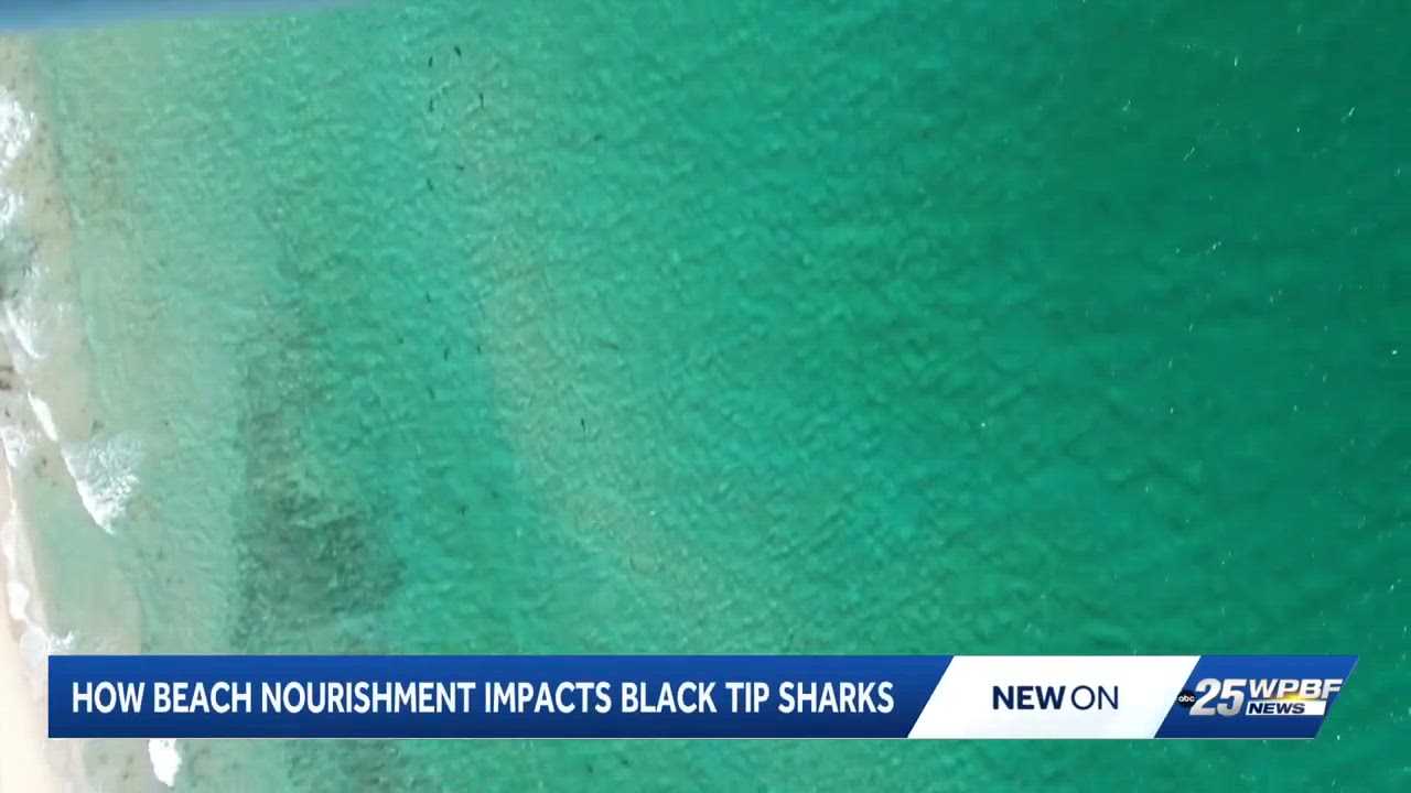 Beach Nourishment Impacts on Human-Shark Interactions