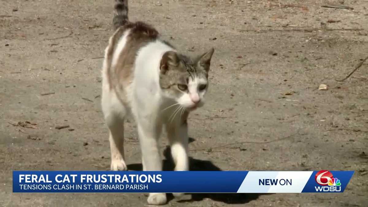 St. Bernard Parish addresses backlash over stray cat proposal