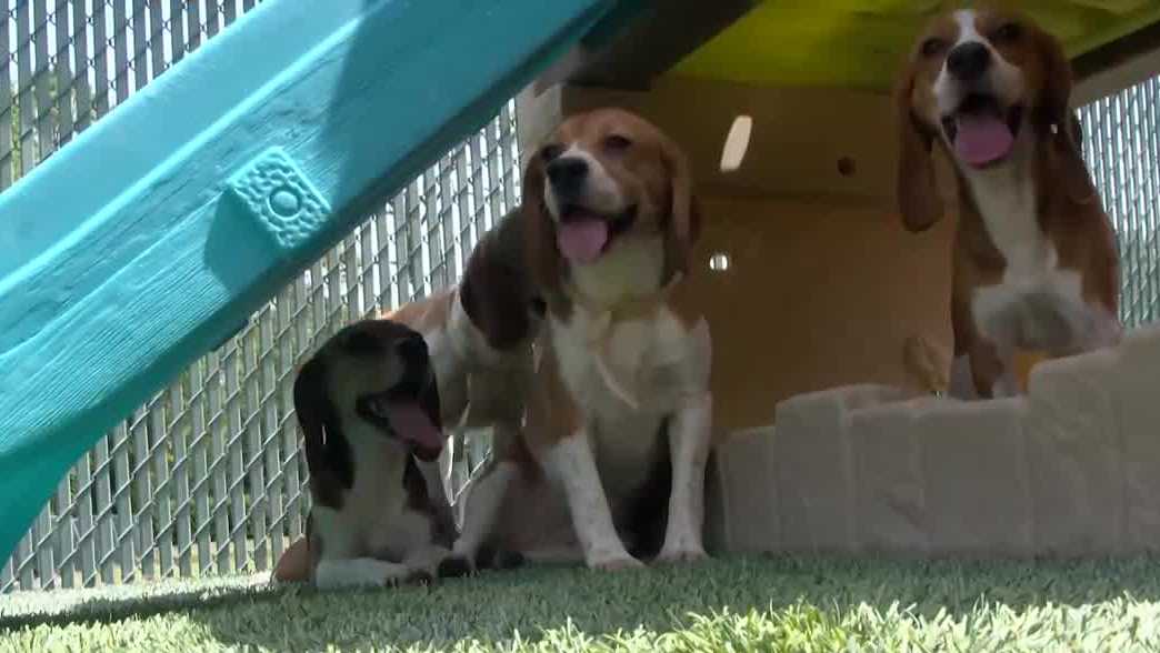 Beagles rescued from research facility find freedom on the Gulf Coast