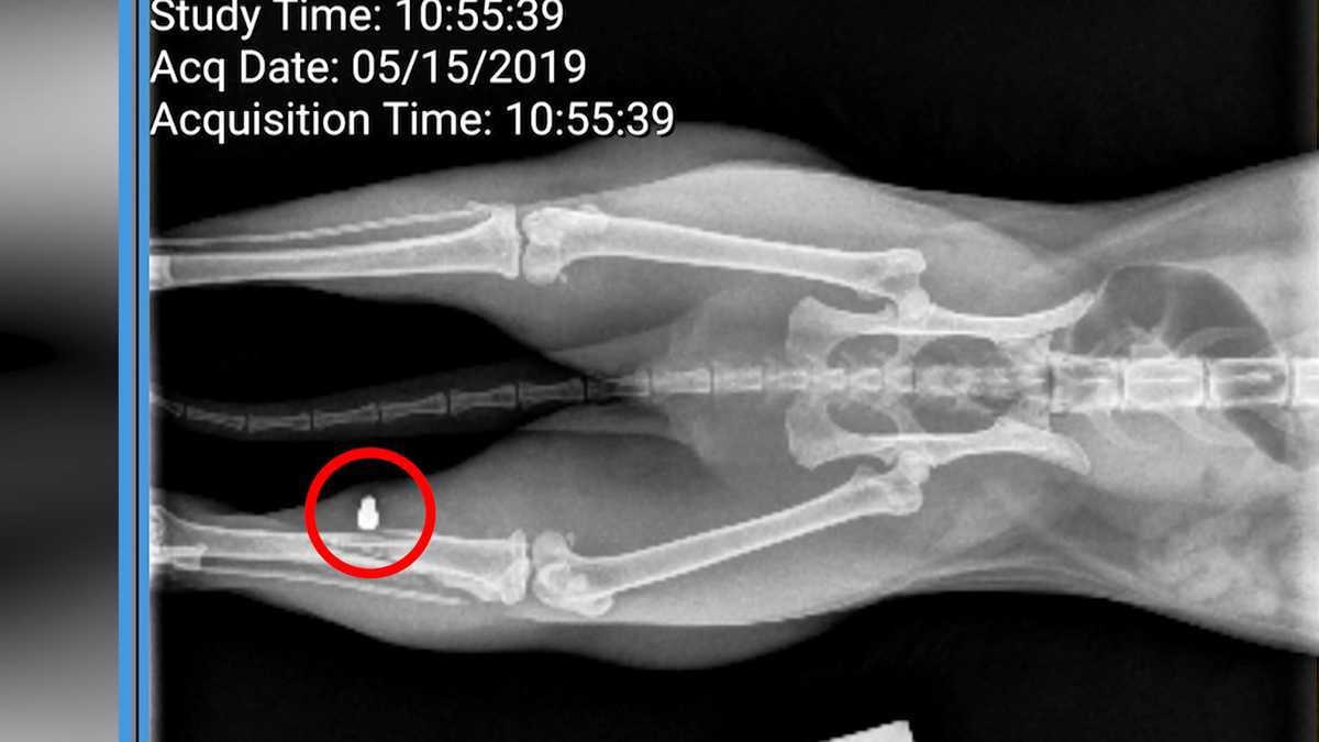 'I was horrified. I couldn't stop shaking' Xray shows cat thought to