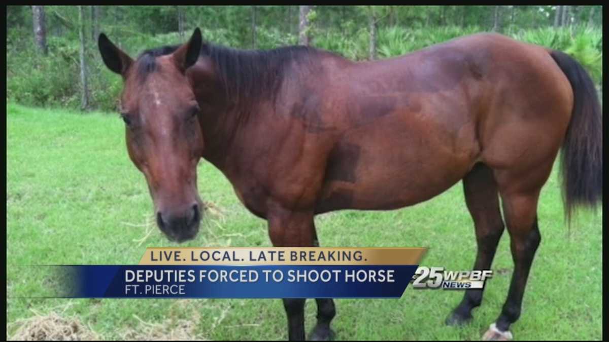 Horse on loose killed on I95