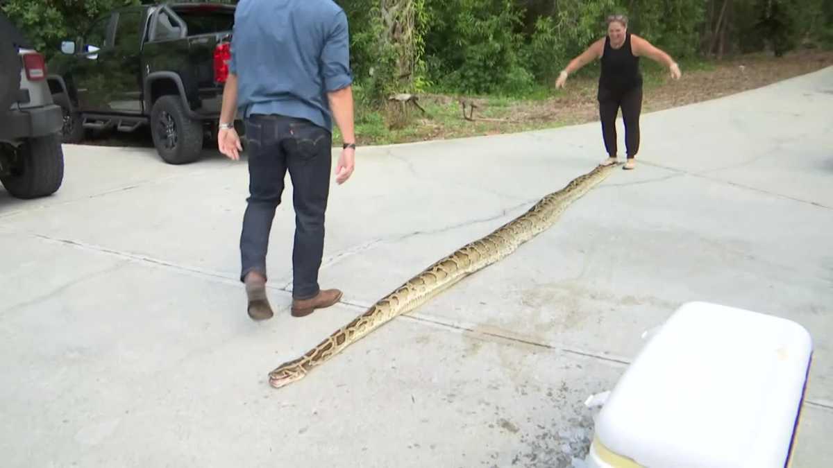 Longest Burmese python snake ever captured in Florida
