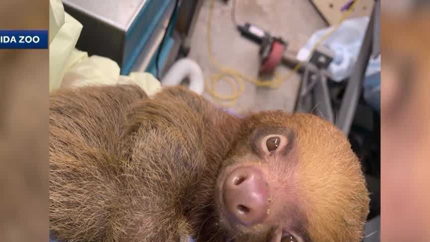 Florida officials launch criminal investigation into death of 31 sloths at now-closed 'Sloth World'