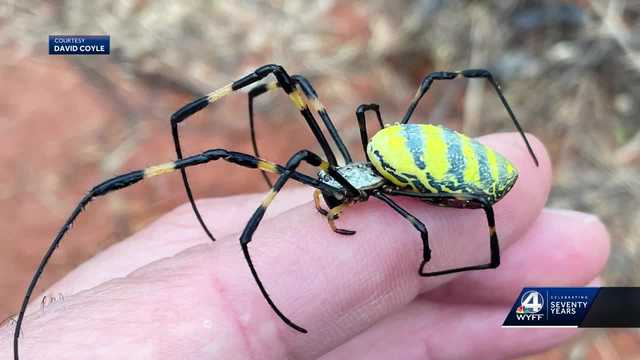 Joro spiders continue to spread across Georgia and the Carolinas - Vimarsana News