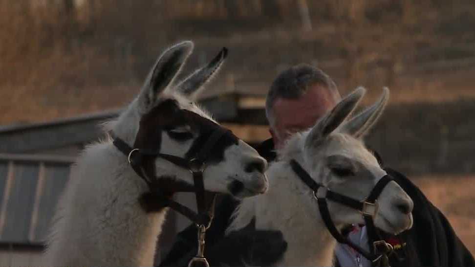'The world did something wrong to them' Farm fosters llamas, mule