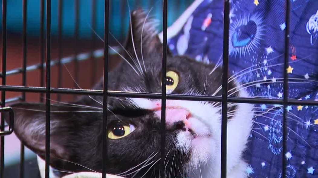 Junior the cat lost a leg after being shot; Lee County community donations are helping his recovery