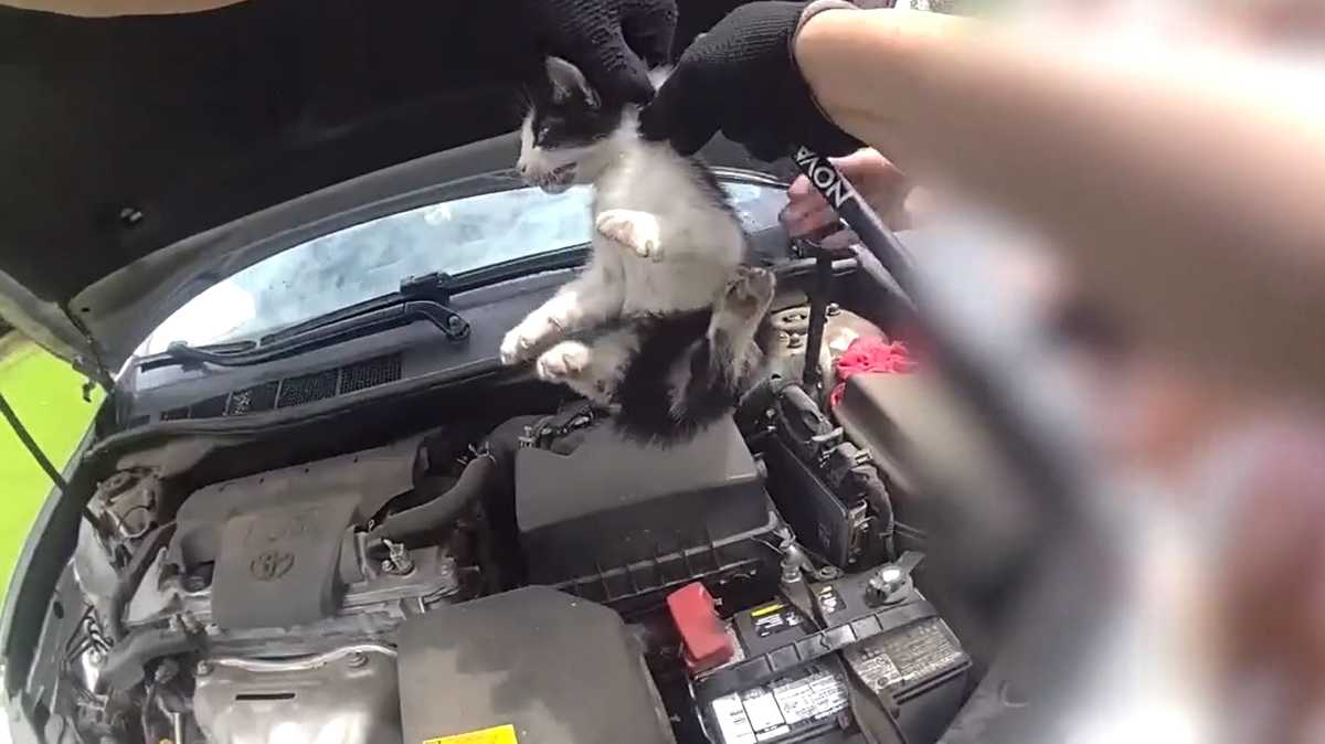 Video shows Georgia deputy saving kitten from car engine