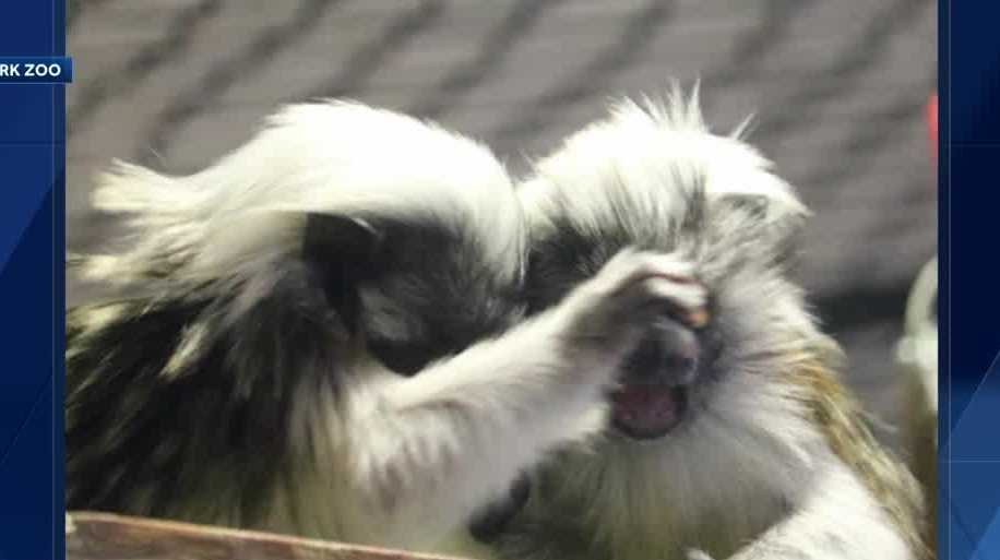 Meet Caitlin and Clark, Blank Park Zoo's newest Tamarins - Vimarsana News