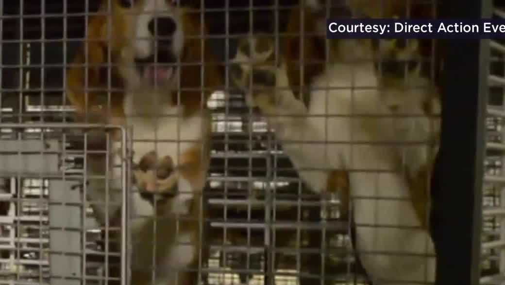 Wisconsin facility to release 1,500 beagles after agreement with rescue ...