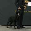Jefferson County Sheriff's Office adds three certified K-9 teams