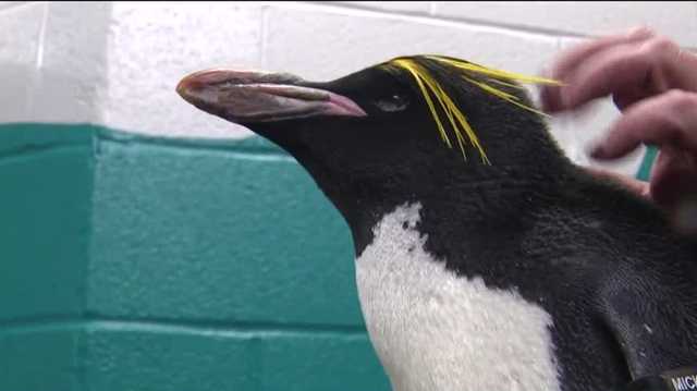 One of the Pittsburgh Zoo's oldest penguins continues to beat the odds - Vimarsana News